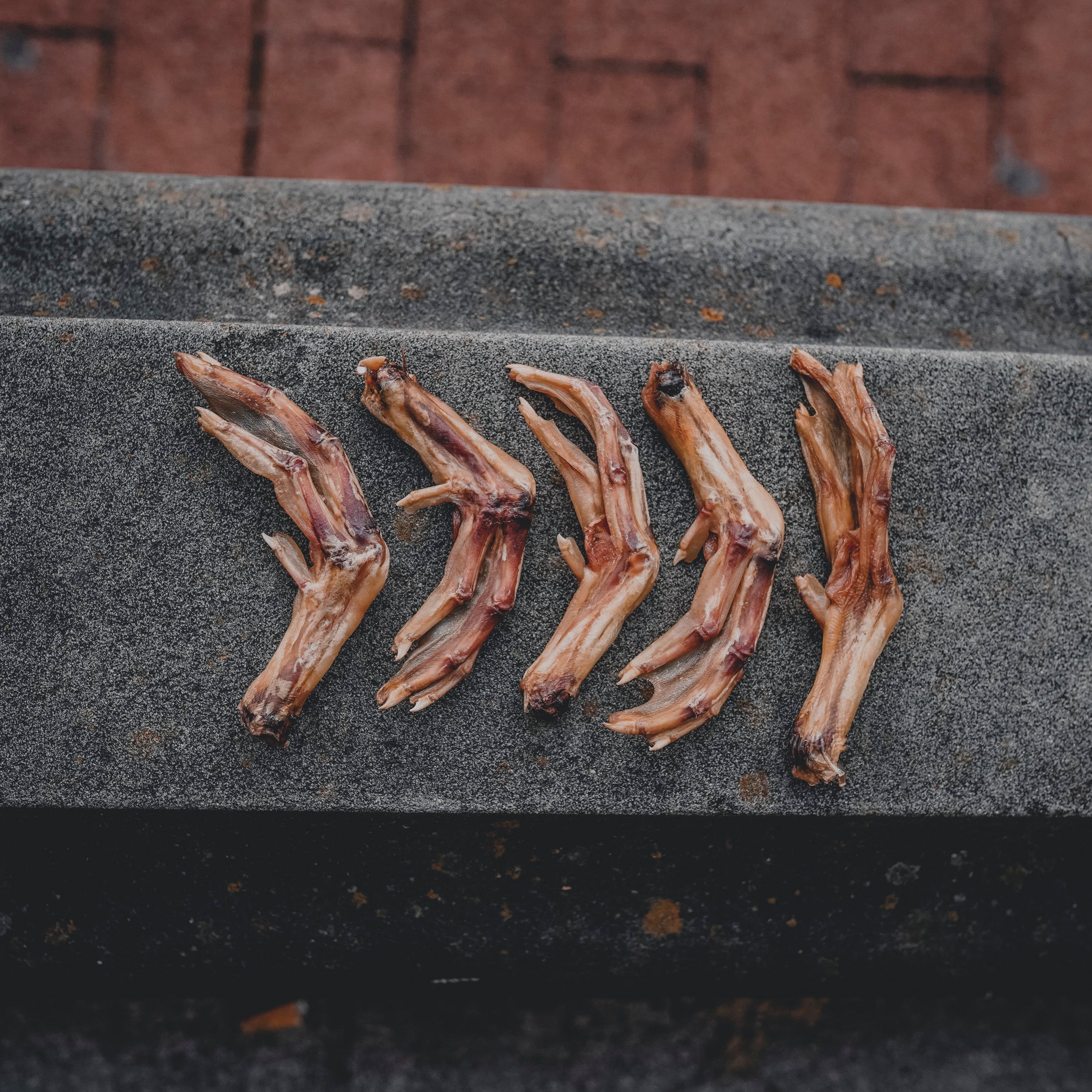 duck-feet-primitive-prey