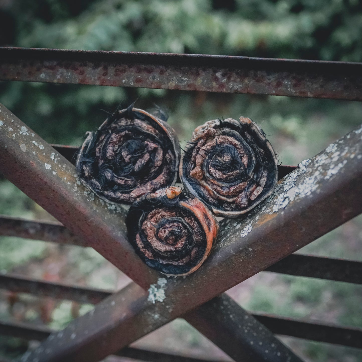 Beef Hide & Lung "Cinnamon Rolls"