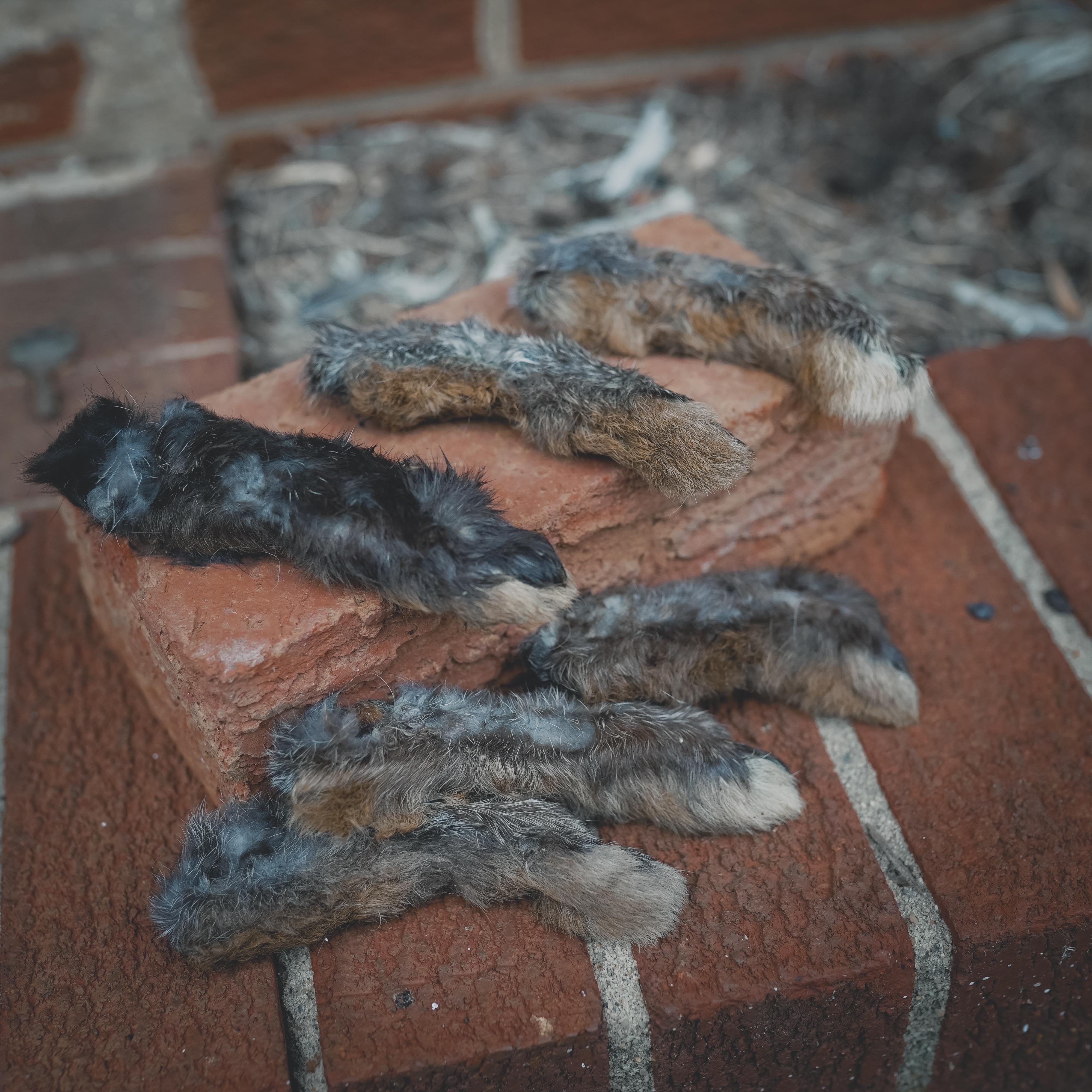 Rabbit Feet – Primitive Prey
