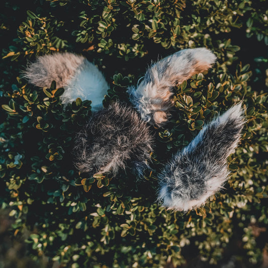 Rabbit Tails
